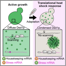 Graphical Abstract of Ded1p research paper