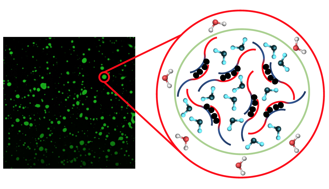 Scheme showing that The stripping away of less favorable hydration water drives the liquid-liquid phase separation