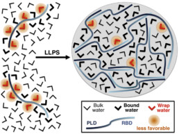 Scheme showing the proposed water-mediated contribution of FUS to LLPS