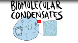Youtube Video - A quick intro to Phase Separation