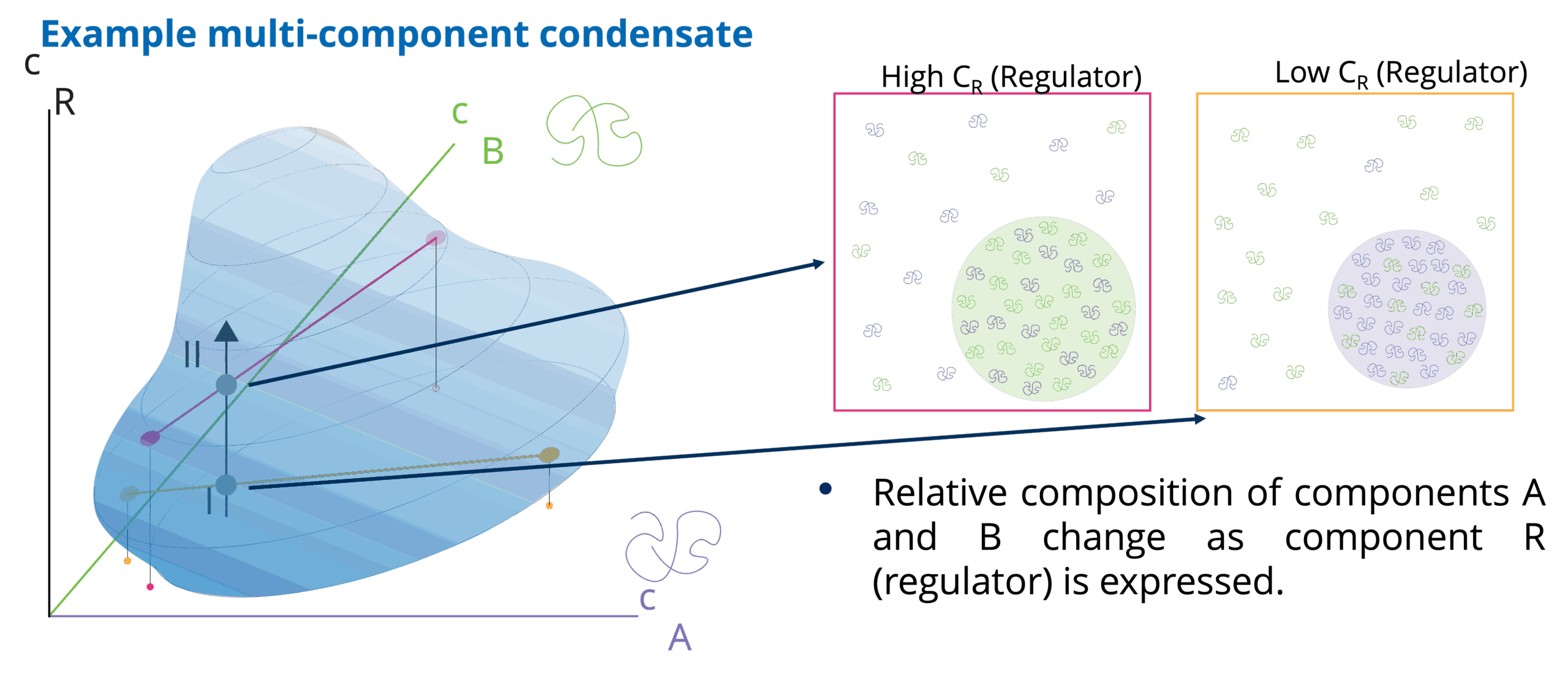 Project A2 Figure Example of Multicomponent condensates