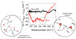 A3 Biomolecular condensation is driven by desolvation of hydrophobic amino acid side chains