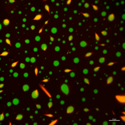 Project A5 Thumbnail