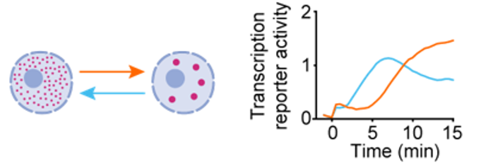 B4 - Manipulation of condensates and kinetics