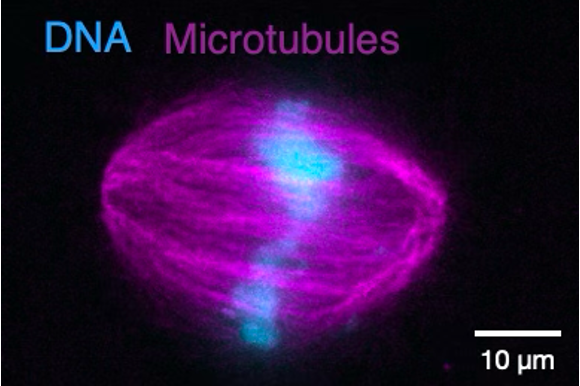 Fluorescently labeled DNA and Microtubules