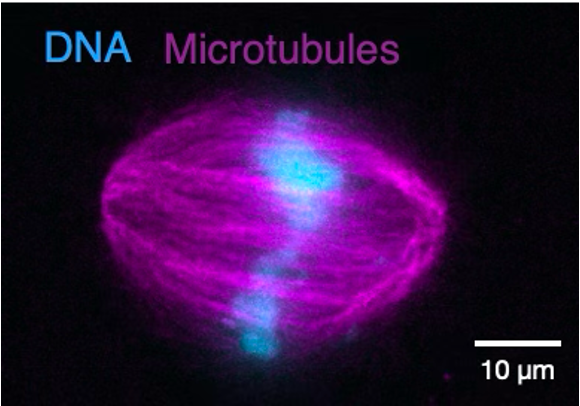 Fluorescently labeled DNA and Microtubules