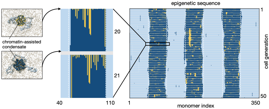 B5 - Polymer-assisted condensation serves as reaction vessels to reconstruct missing epigenetic markers