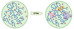 A3 - PTM effects on condensates