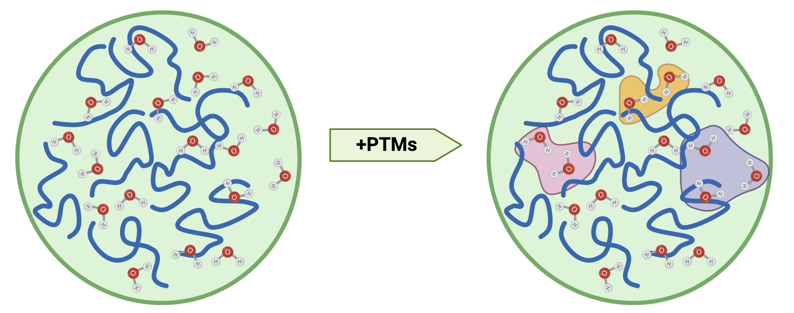 A3 - PTM effects on condensates