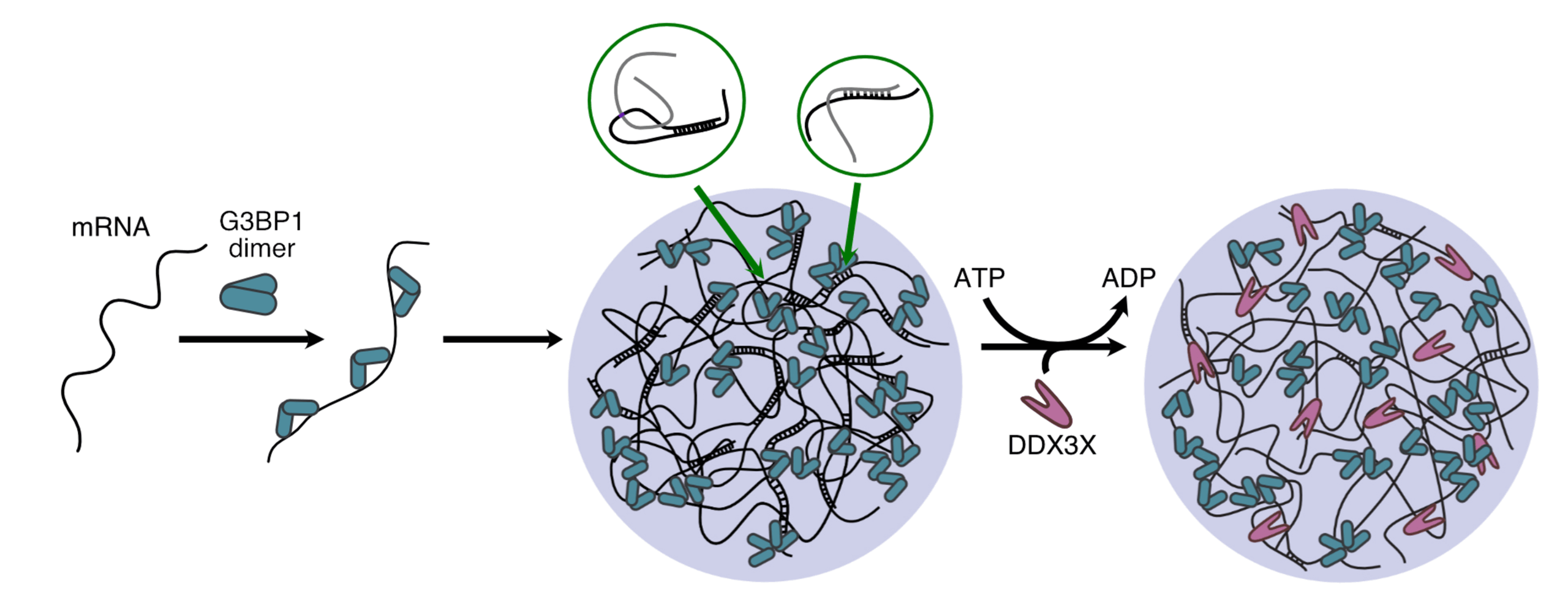 B1 - helicase DDX3X remodels RNA-RNA interactions inside reconstituted RNP granules