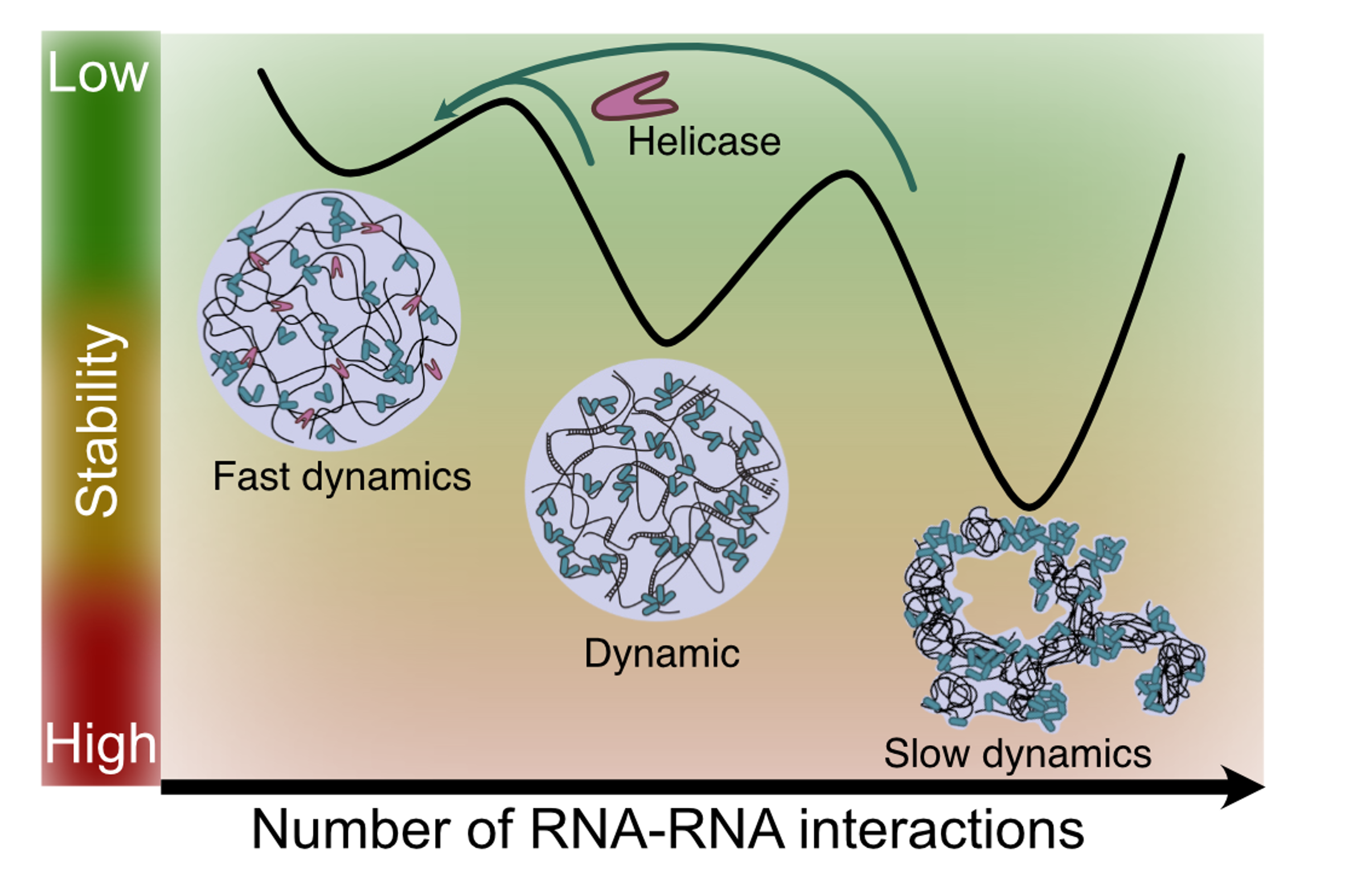 B1 - Elucidating the mechanisms underlying mRNA translation regulation by condensation