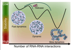 B1 - Elucidating the mechanisms underlying mRNA translation regulation by condensation