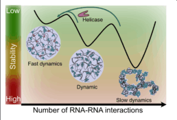 B1 - Elucidating the mechanisms underlying mRNA translation regulation by condensation