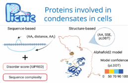 B3 PICNIC - Proteins involved in condensates in cells
