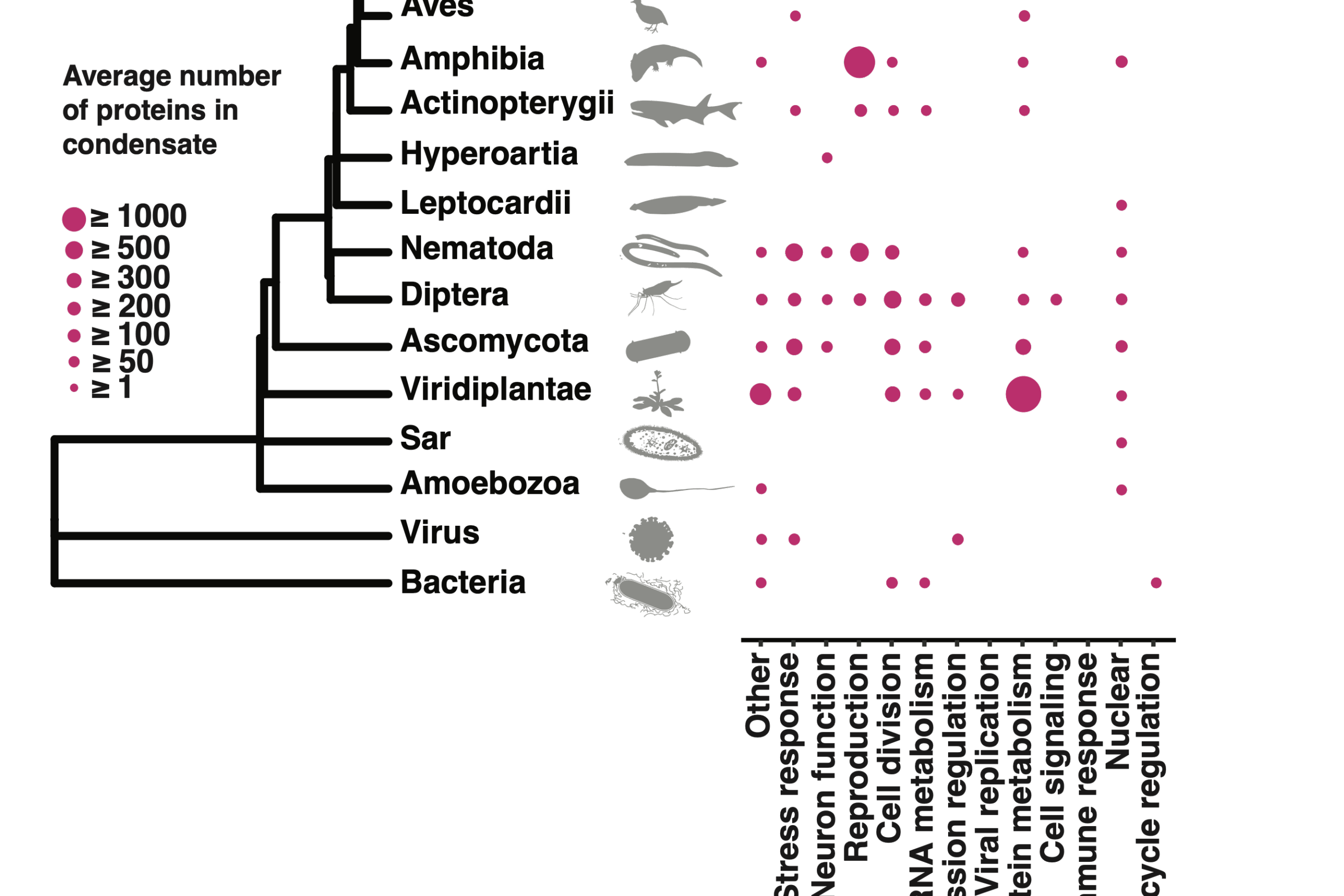 B3 - Sequence to function mapping of condensate proteomes