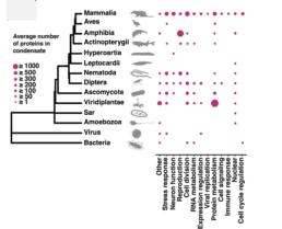 B3 - Sequence to function mapping of condensate proteomes