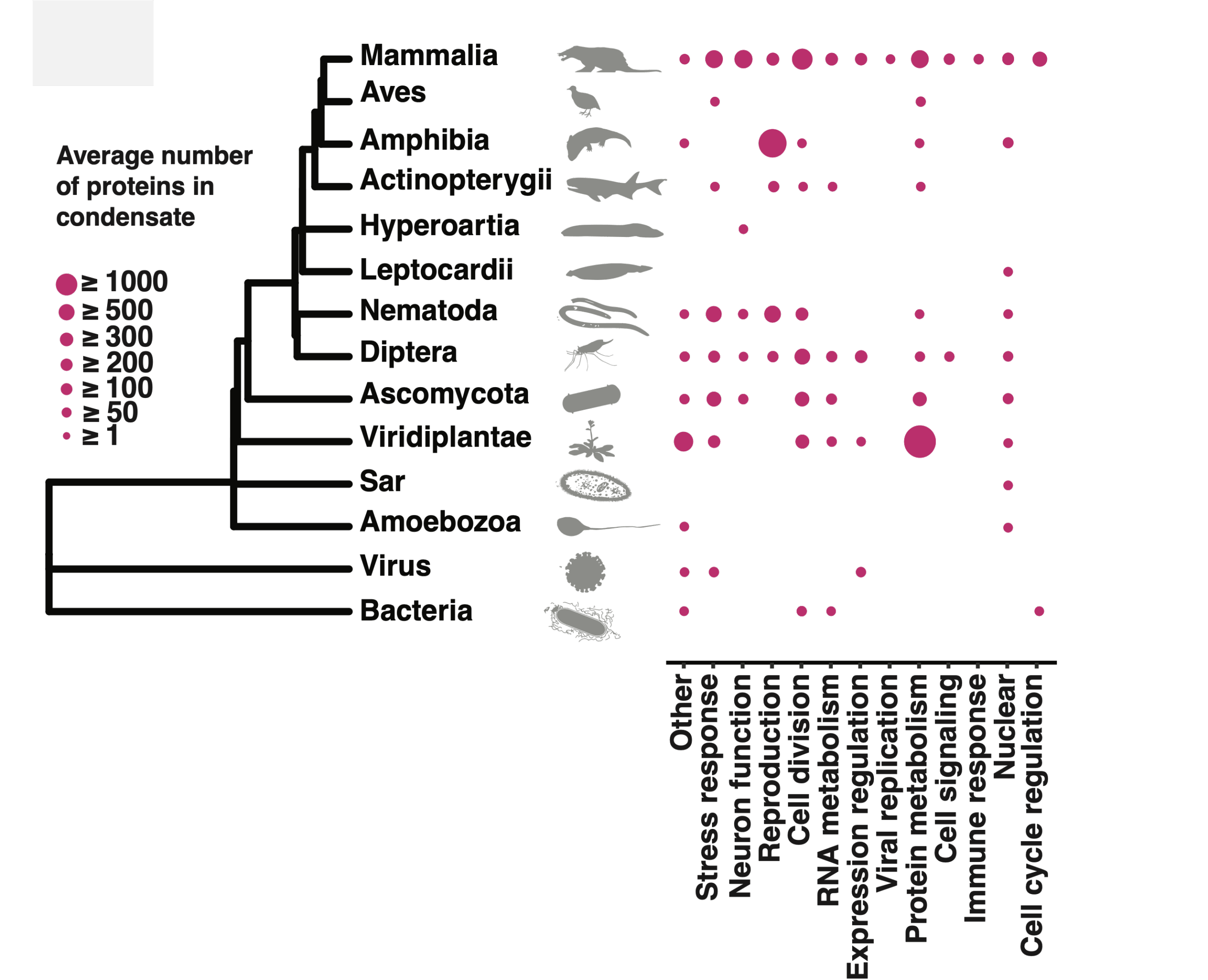 B3 - Sequence to function mapping of condensate proteomes