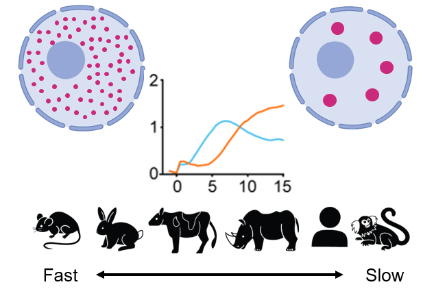 Figure on time scale of condensation in different species