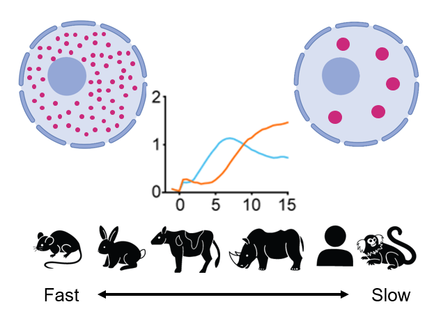 Figure on time scale of condensation in different species