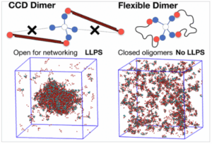 Figure for paper "Impact of Coiled-Coil Domains on the Phase Behavior of Biomolecular Condensates"