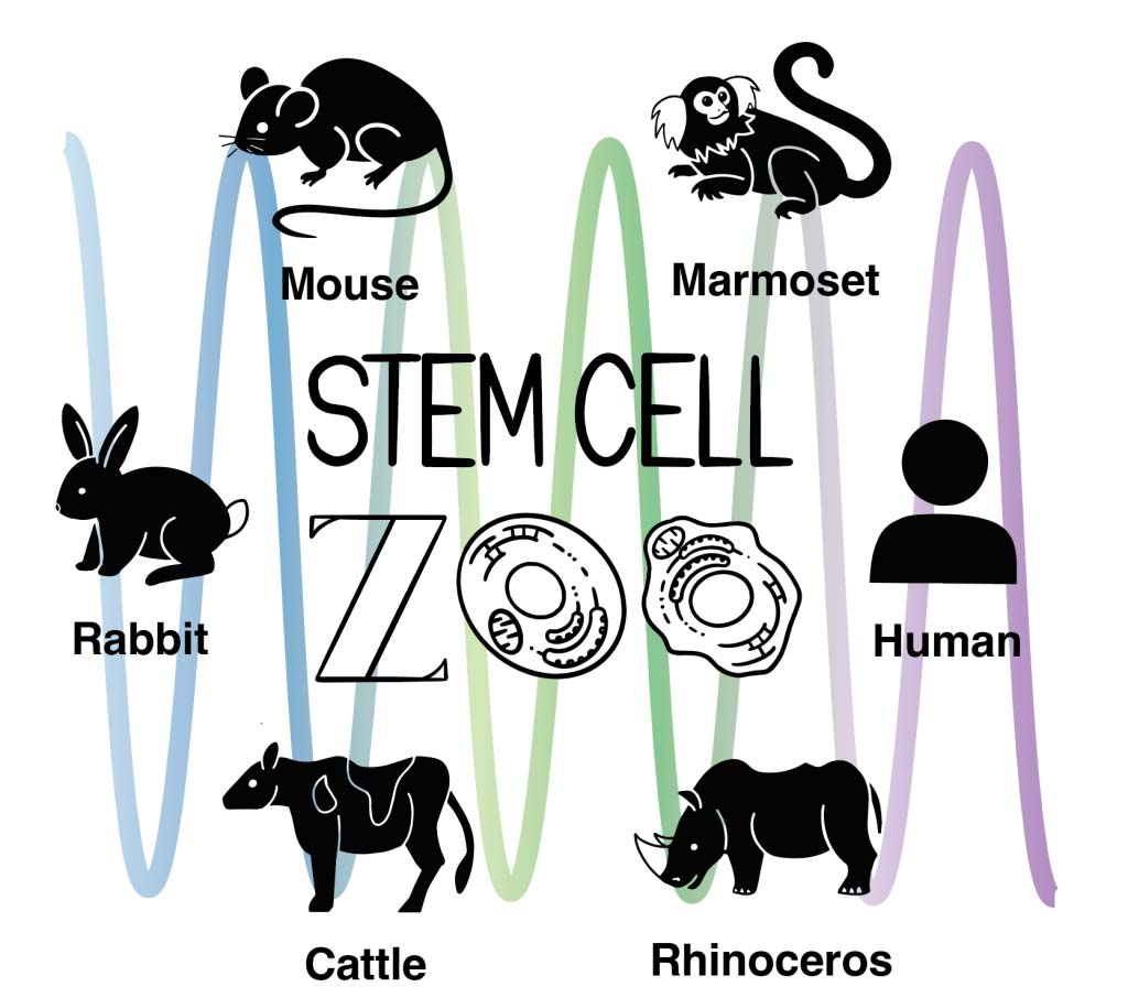 Stem Cell Zoo illustration