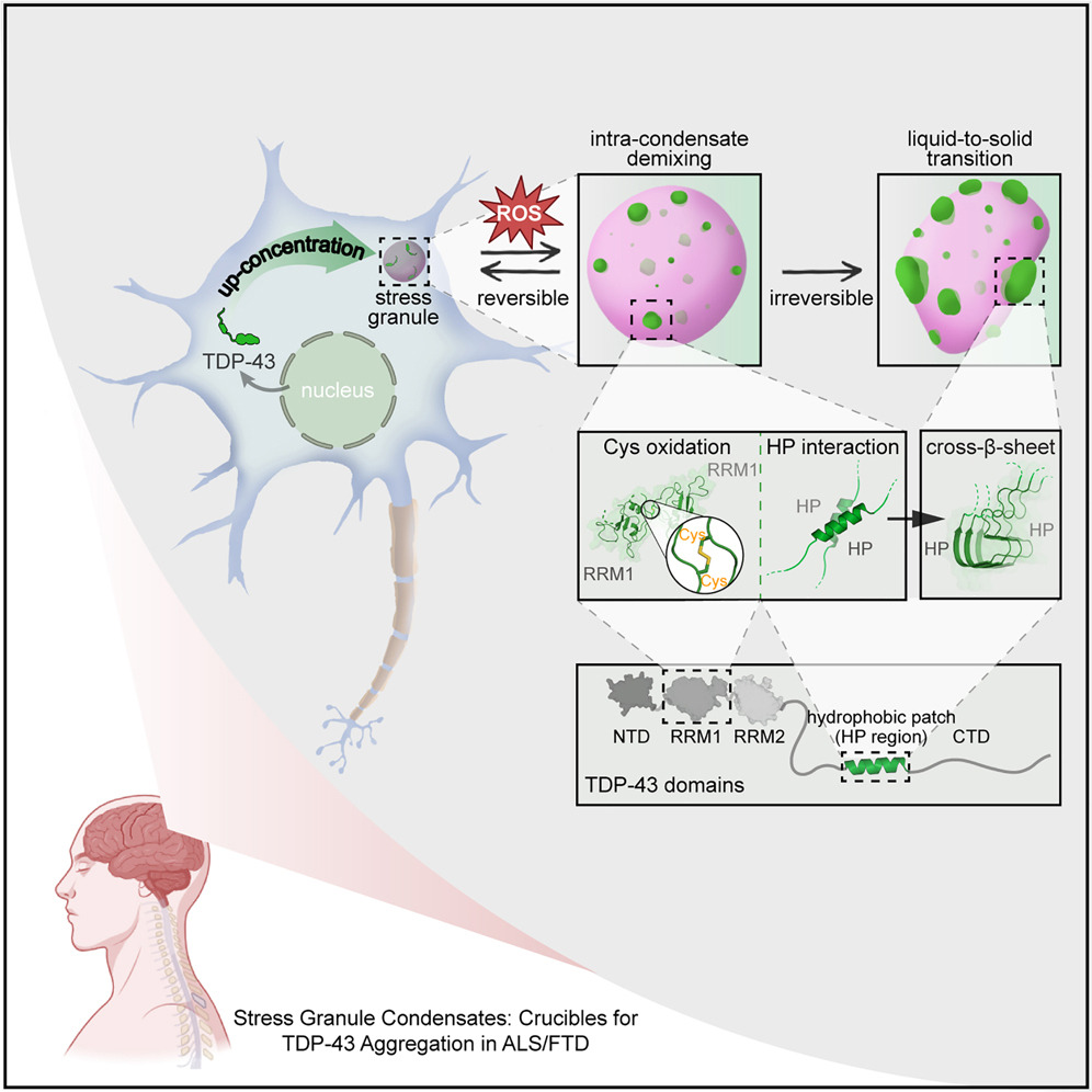Graphical Abstract to paper 'Intra-condensate demixing of TDP-43 inside stress granules generates pathological aggregates'